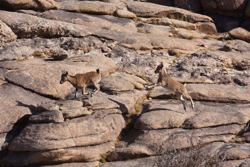 Siberian Ibex